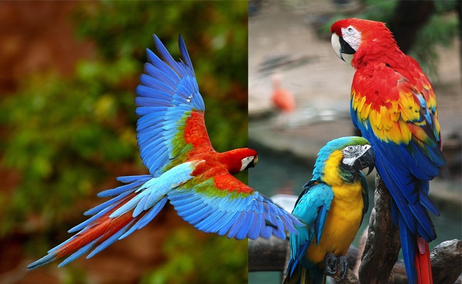 guacamaya02